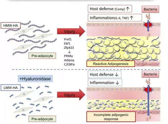 レモンボトル脂肪溶解注射（脂肪燃焼用）